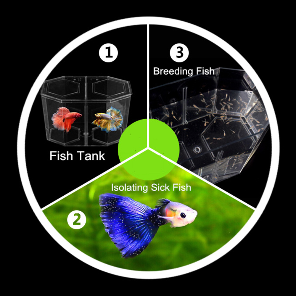 Acrylique deux fentes Guppy Aq - Marine Aquarium With Sump avis et prix